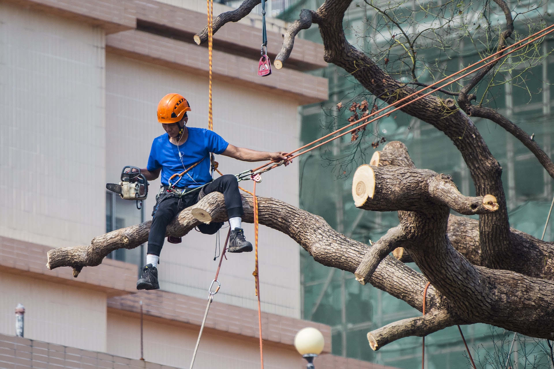 Man in Blue Shirt Siting on Tree Branch Wearing Safety Harness Holding Ropes on Left Hand and Chainsaw in Right Hand