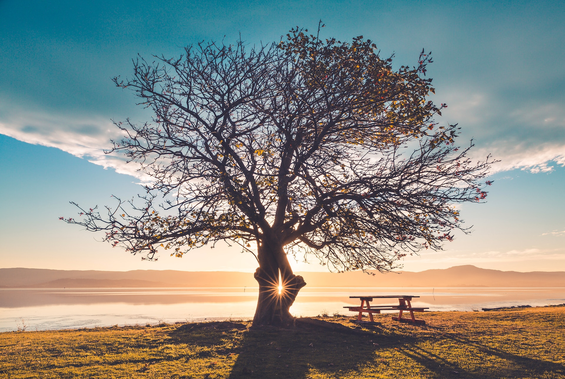 silhouette of tree near sea