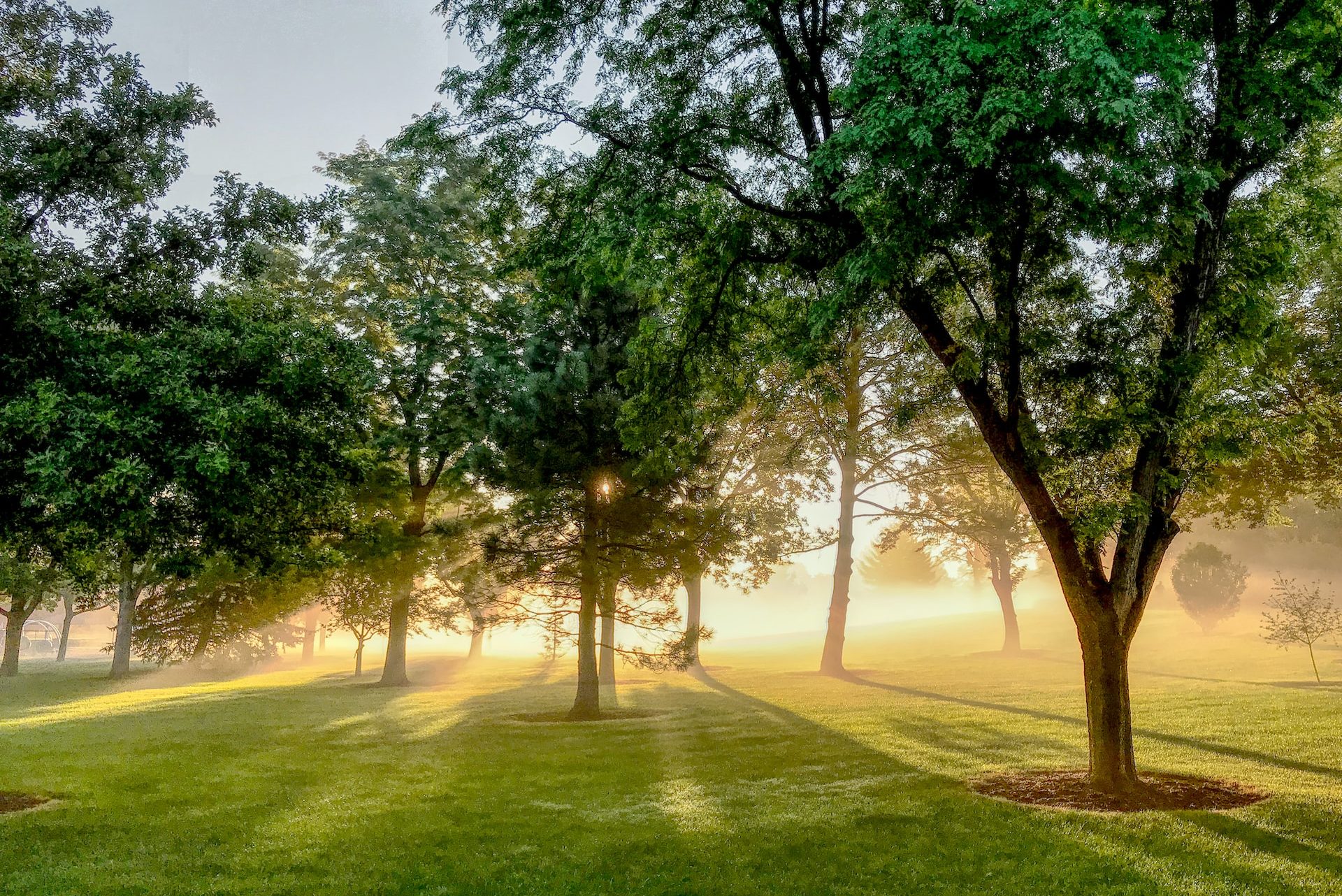 green trees on green grass field during daytime